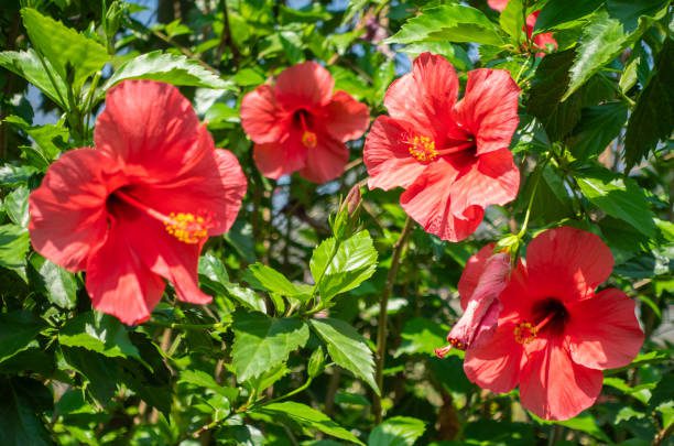flores para o verão