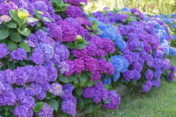 como cuidar do jardim no outono