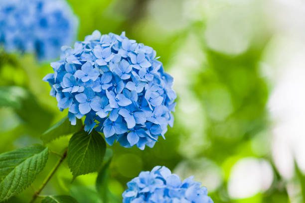 decoração de jardim para casamentos ao ar livre