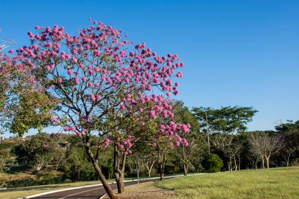 árvores para sombra no verão brasileiro