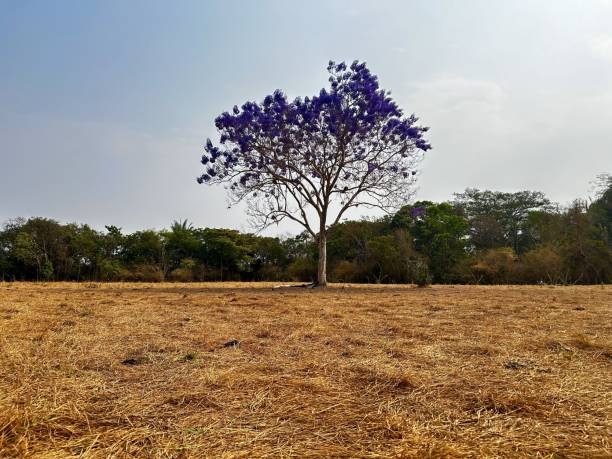 árvores para sombra no verão brasileiro
