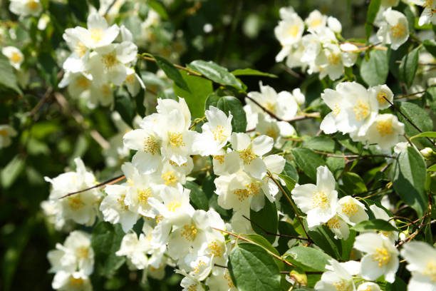 jardins com pegada afetiva