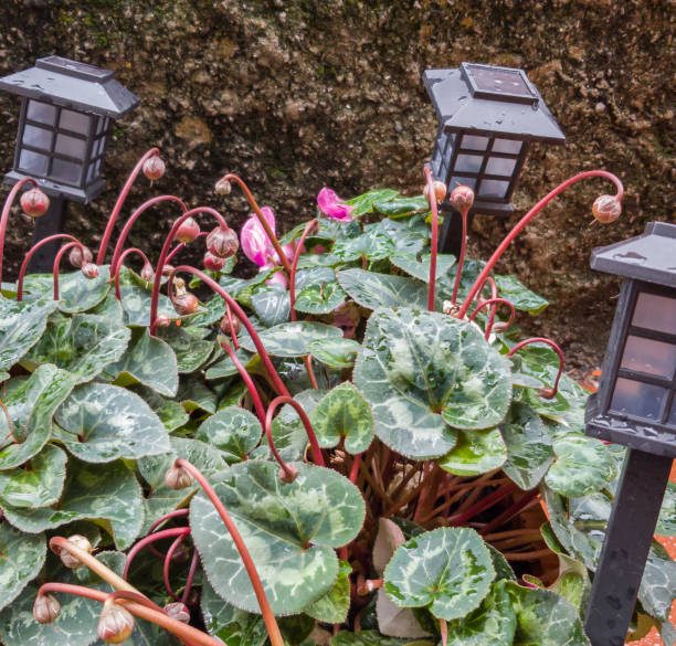 Decoração sustentável de jardins com iluminação solar