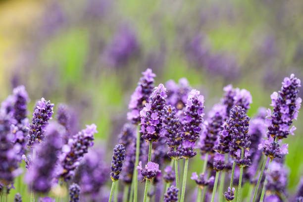 decoração de jardim para casamentos ao ar livre