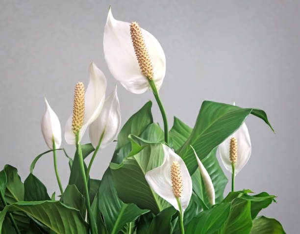 plantas que purificam o ar