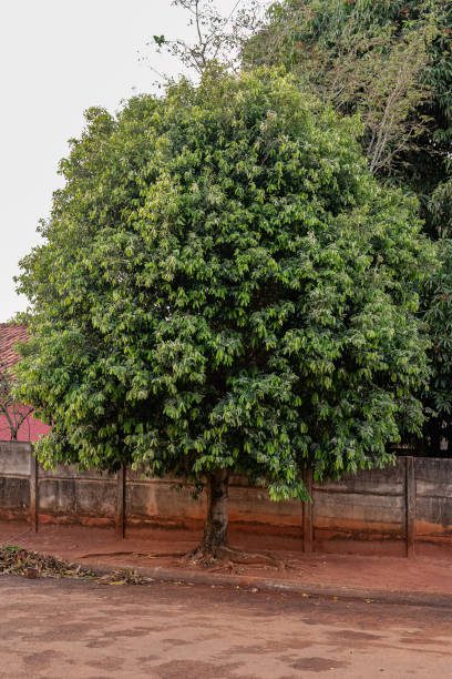 árvores para sombra no verão brasileiro