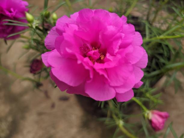 jardins com pegada afetiva