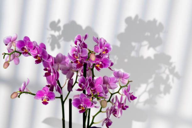 flores que ajudam no controle da ansiedade