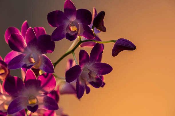 decoração de jardim para casamentos ao ar livre