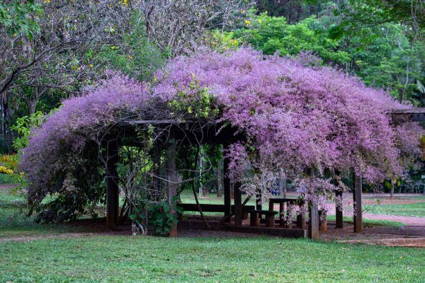 sombreamento natural