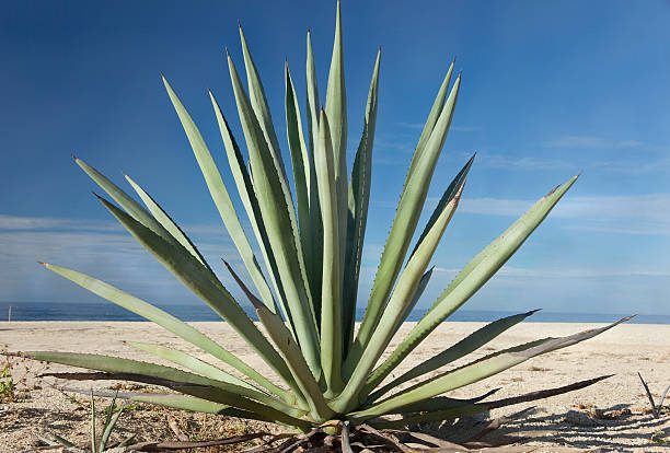 tendências de paisagismo 2025
