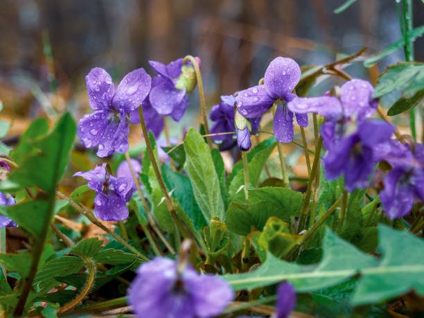 tendências de decoração de jardim para o inverno