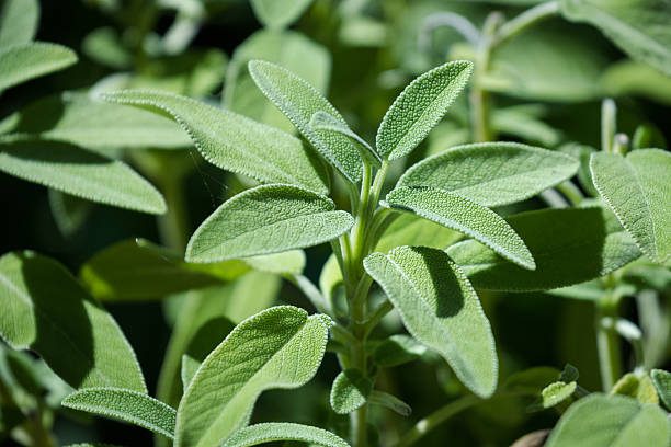 plantas para clima mediterrânico