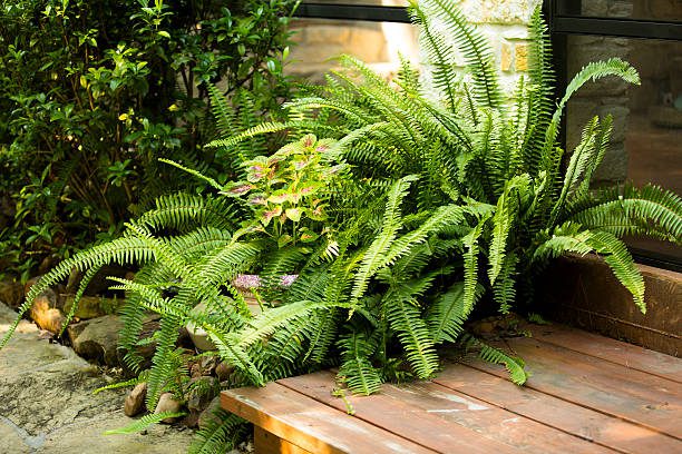 jardins tropicais
