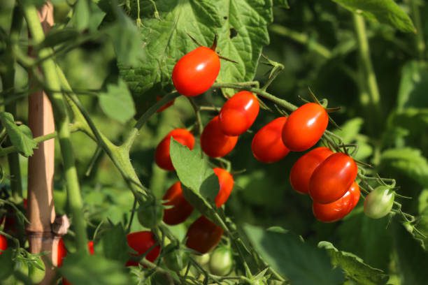 jardinagem para crianças