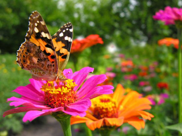 flores para o verão