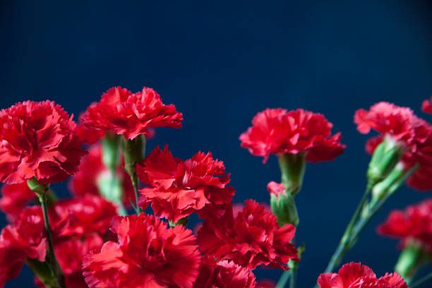 decoração de jardins para os Santos Populares