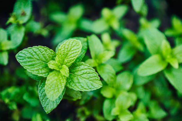 varanda gourmet com plantas aromáticas