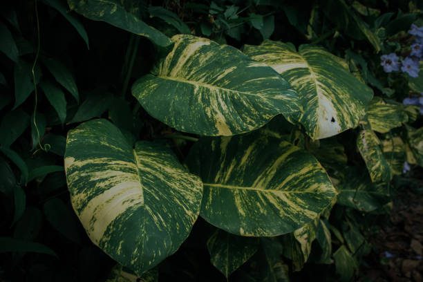 plantas que purificam o ar