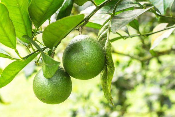 limpeza natural para casas e jardins