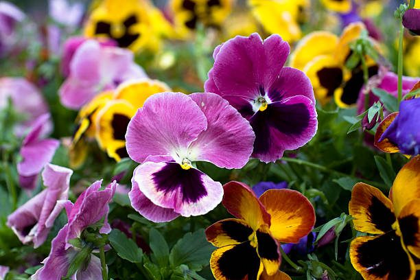 tendências de decoração de jardim para o inverno