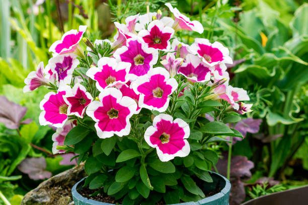 jardinagem para crianças