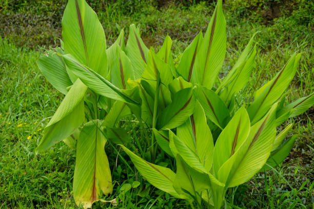 tendências de decoração de jardim para o inverno