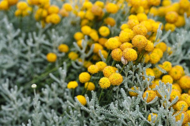 tendências de decoração de jardim para o inverno