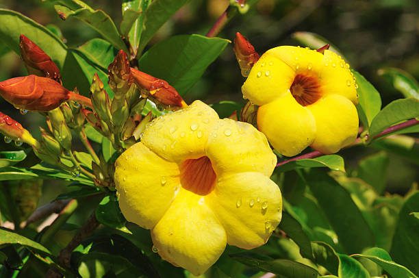 flores da primavera brasileira