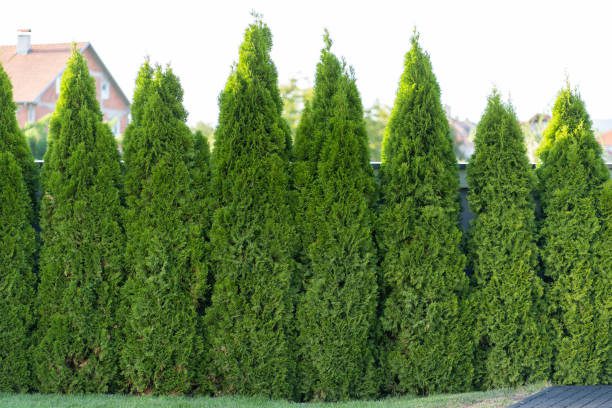 living fences