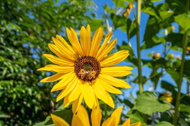 flores da primavera brasileira