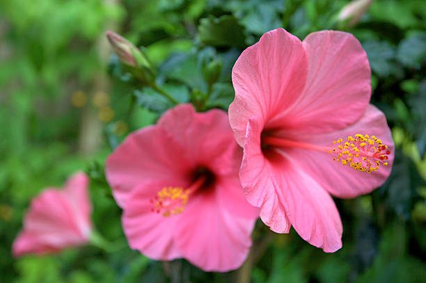 flores da primavera brasileira