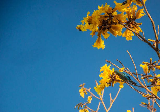 flores da primavera brasileira