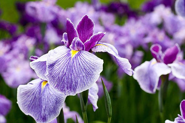 Jardins de Chuva