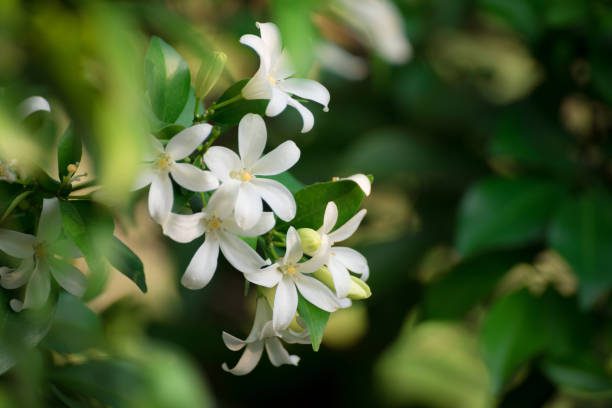 cromoterapia no jardim
